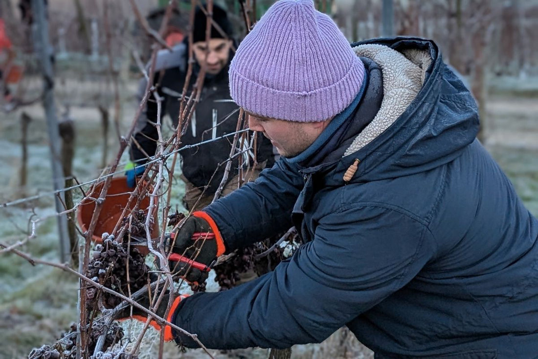 Gutedel Eiswein krönt die Auggener Weinlese